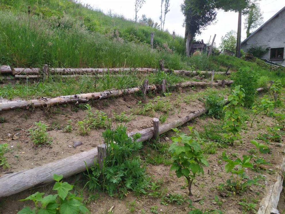 Image of vegetables planted near a house in the Arac valley.