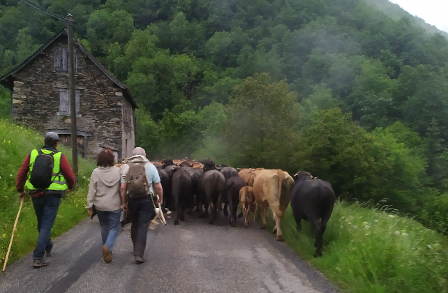 Image de trois personnes et d'un troupeau de vaches se promenant dans le paysage d'Arac.