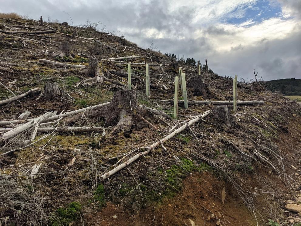 Image of trees recently planted on a bleak landscape in the Highlands.