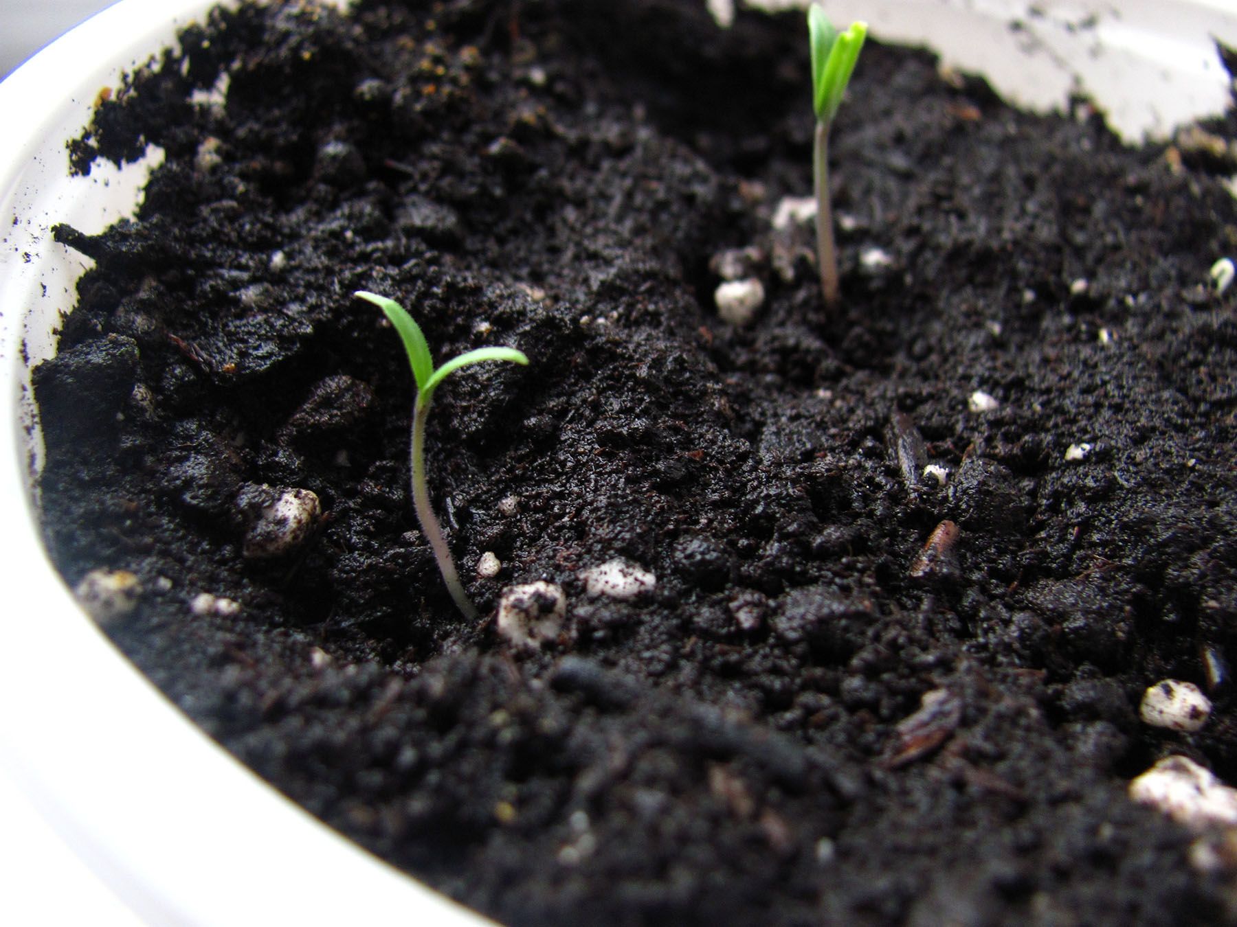 Friday Q&A: When is a startup no longer a startup?