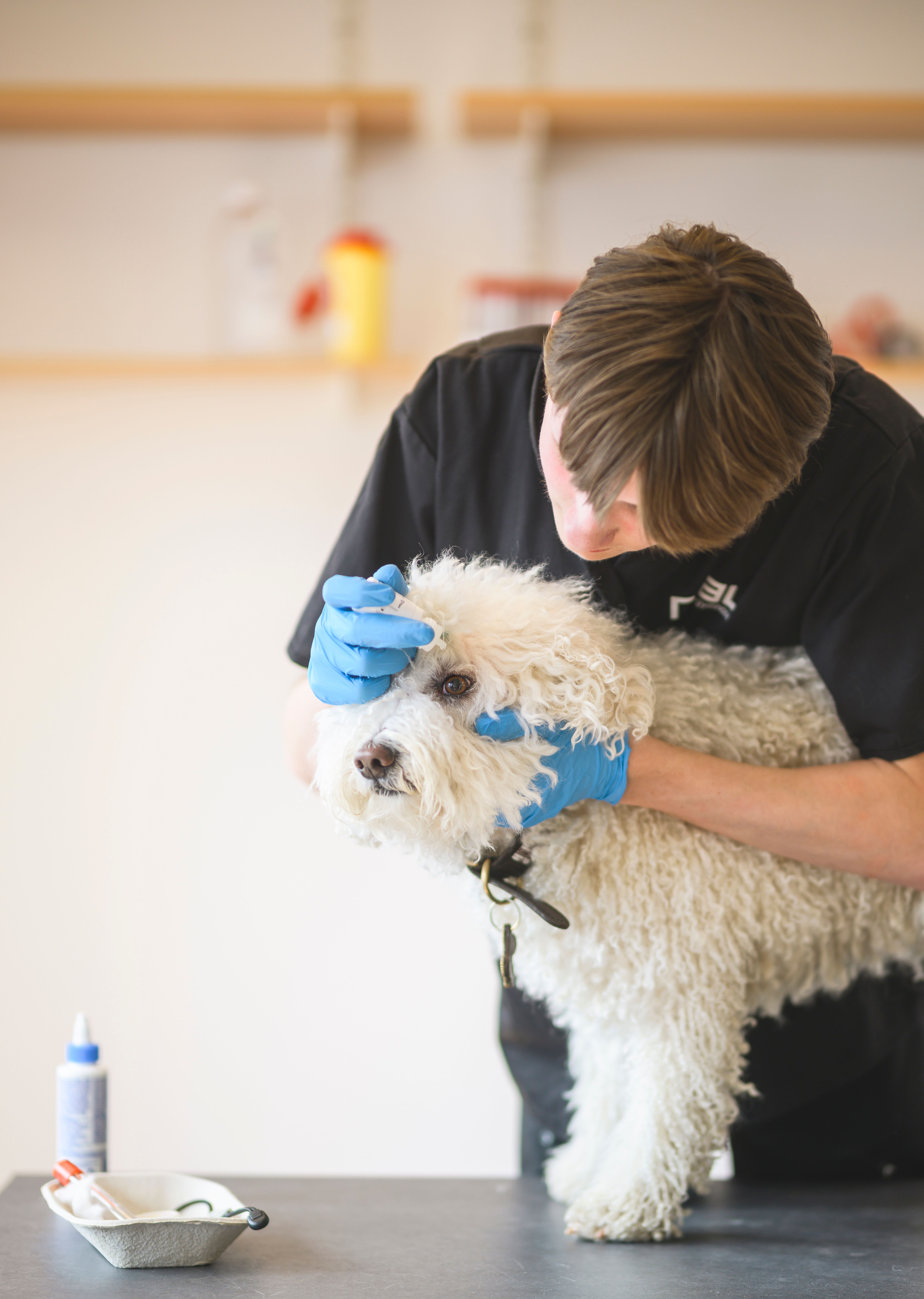 elev ger ögondroppar till hund