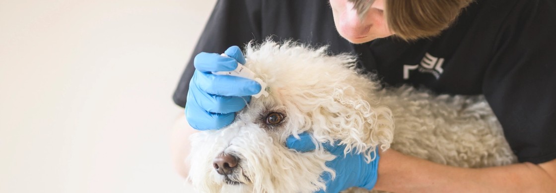 elev ger ögondroppar till hund