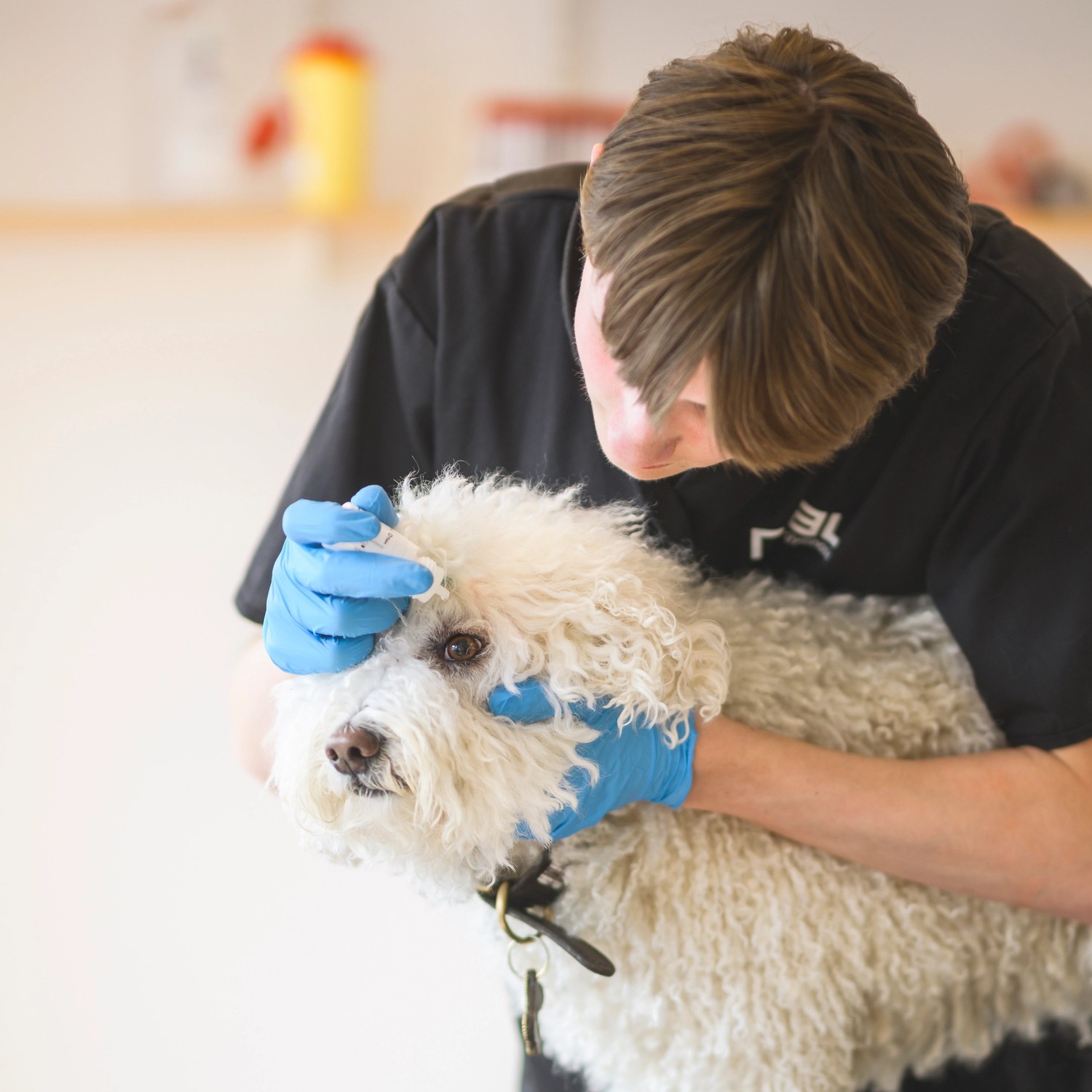 elev håller i ett marsvin