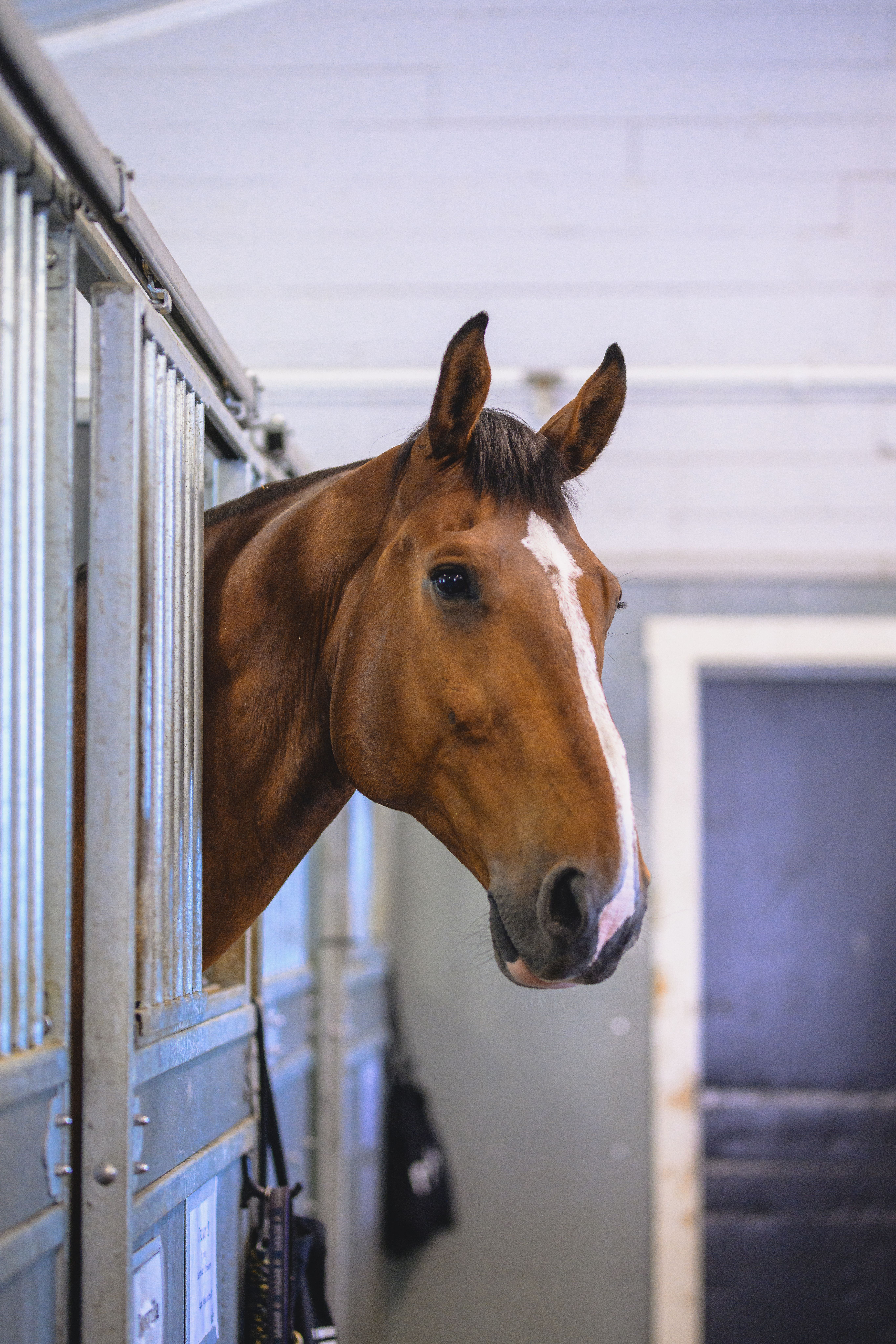 Häst som tittar ut från sin box