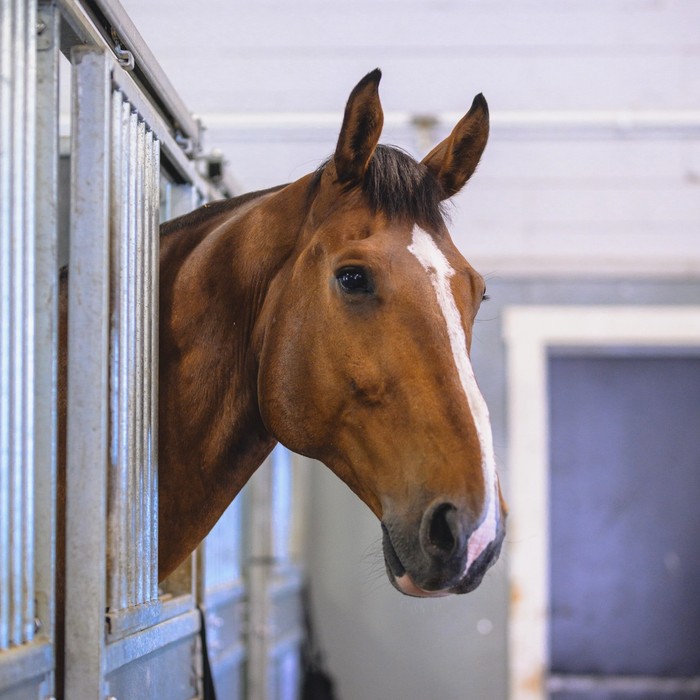 Häst som tittar ut från sin box