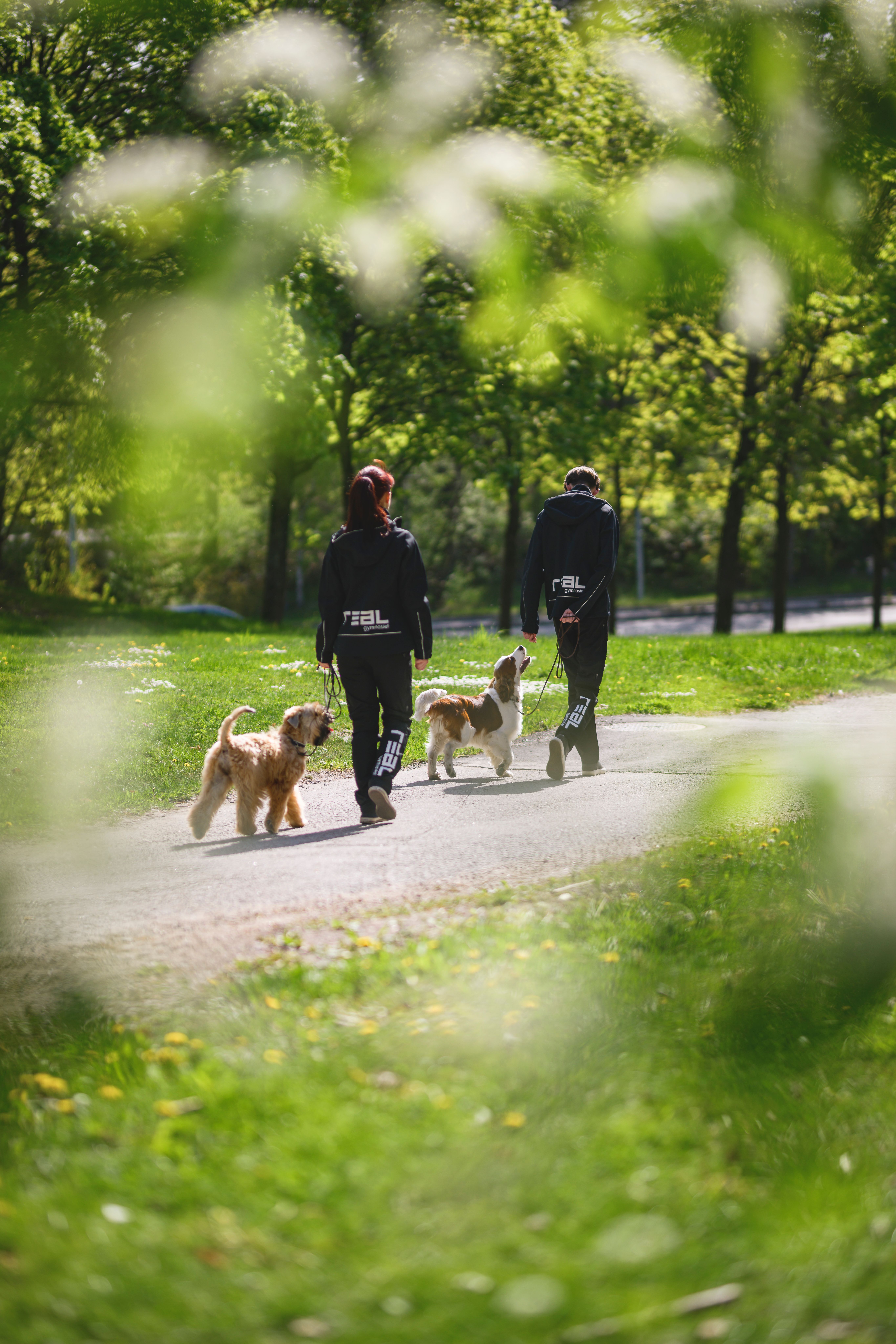 elever är ute och går med hundar