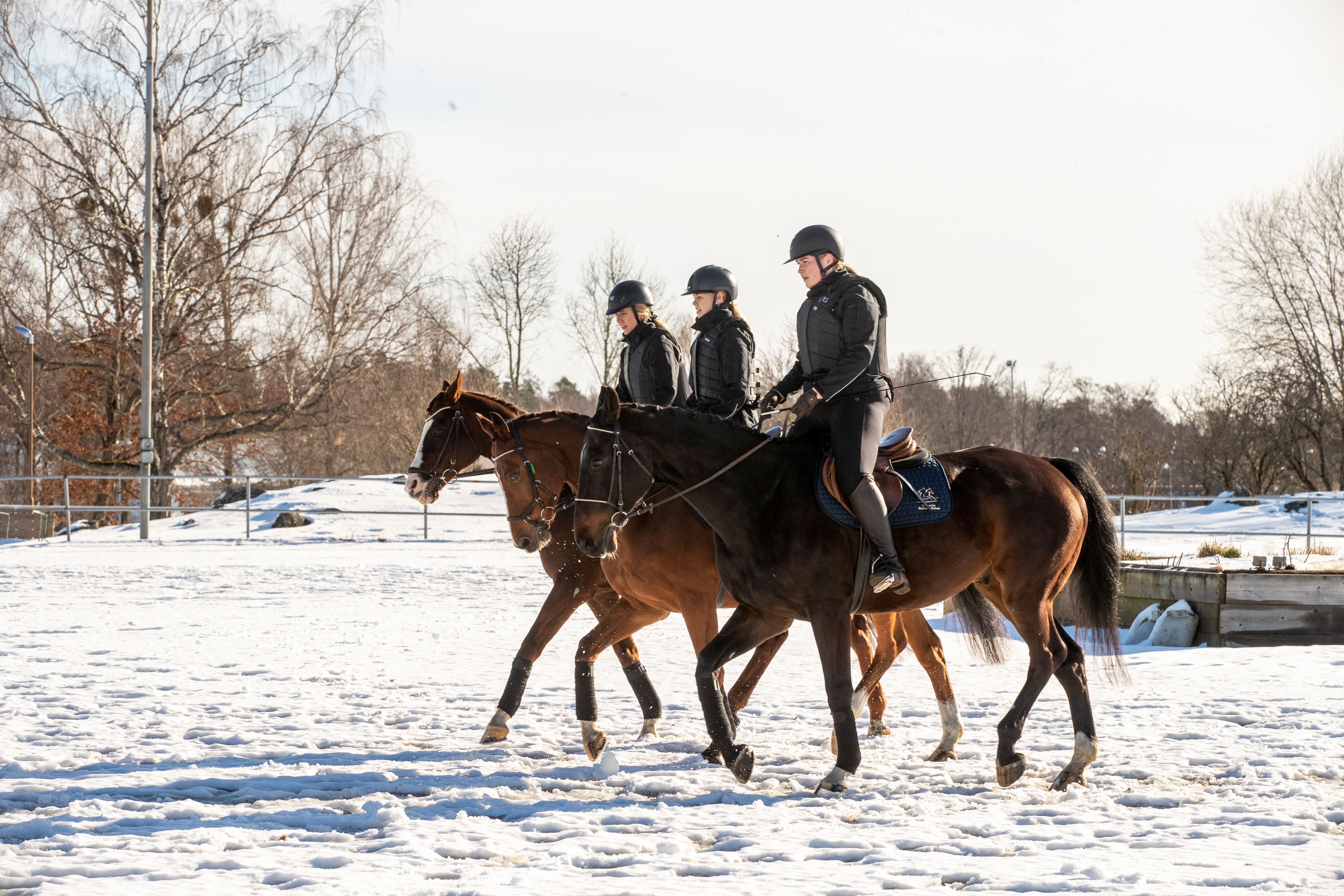 Hästar i snö