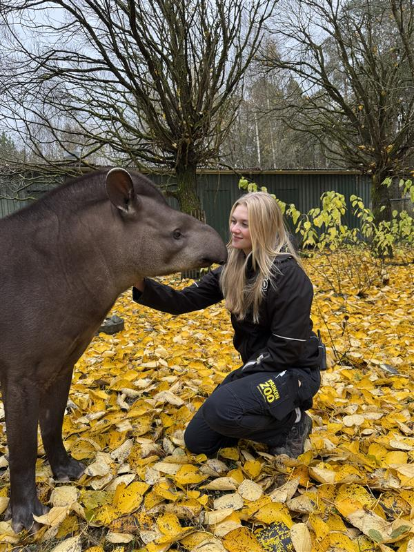 Ida och tapir
