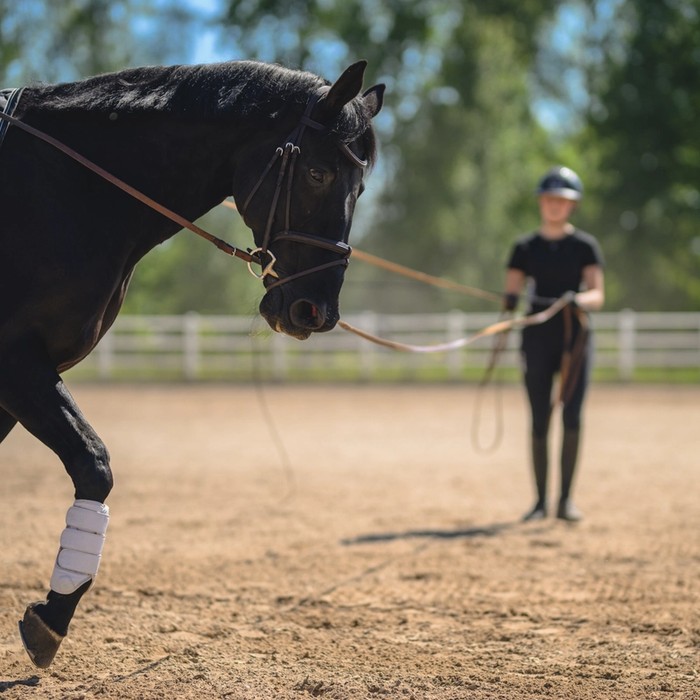 Elev i paddock med häst