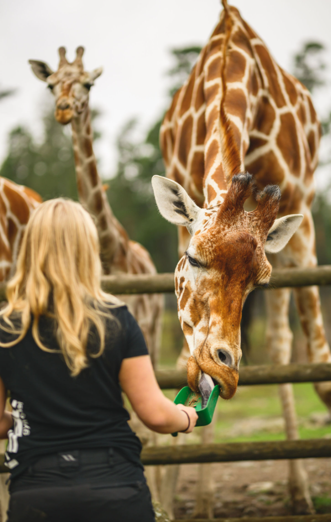 elev matar en giraff