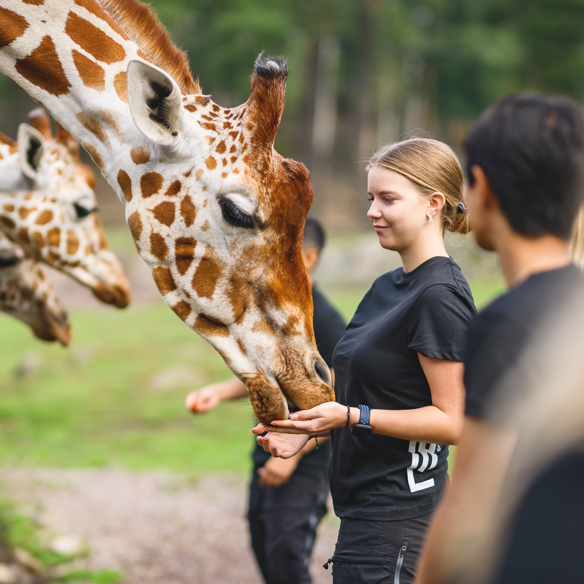 Djurvård - Djurpark