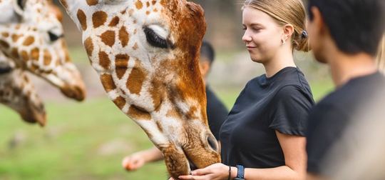 Elever som matar giraff