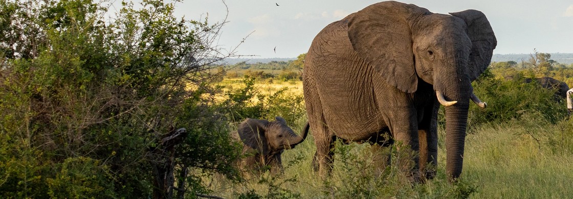 Två elever sitter på marken och håller om varandras axlar, framför dem står två elefanter inhägnade.