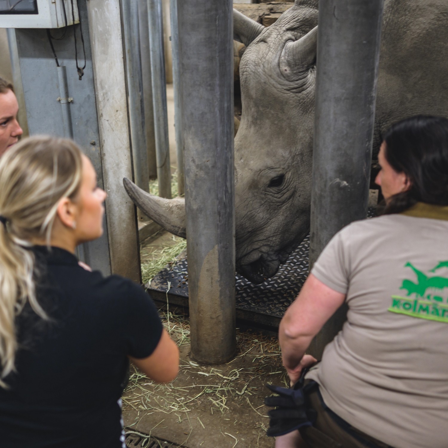 Elev hos samarbetspartnern Kolmårdens djurpark, utanför noshörning.