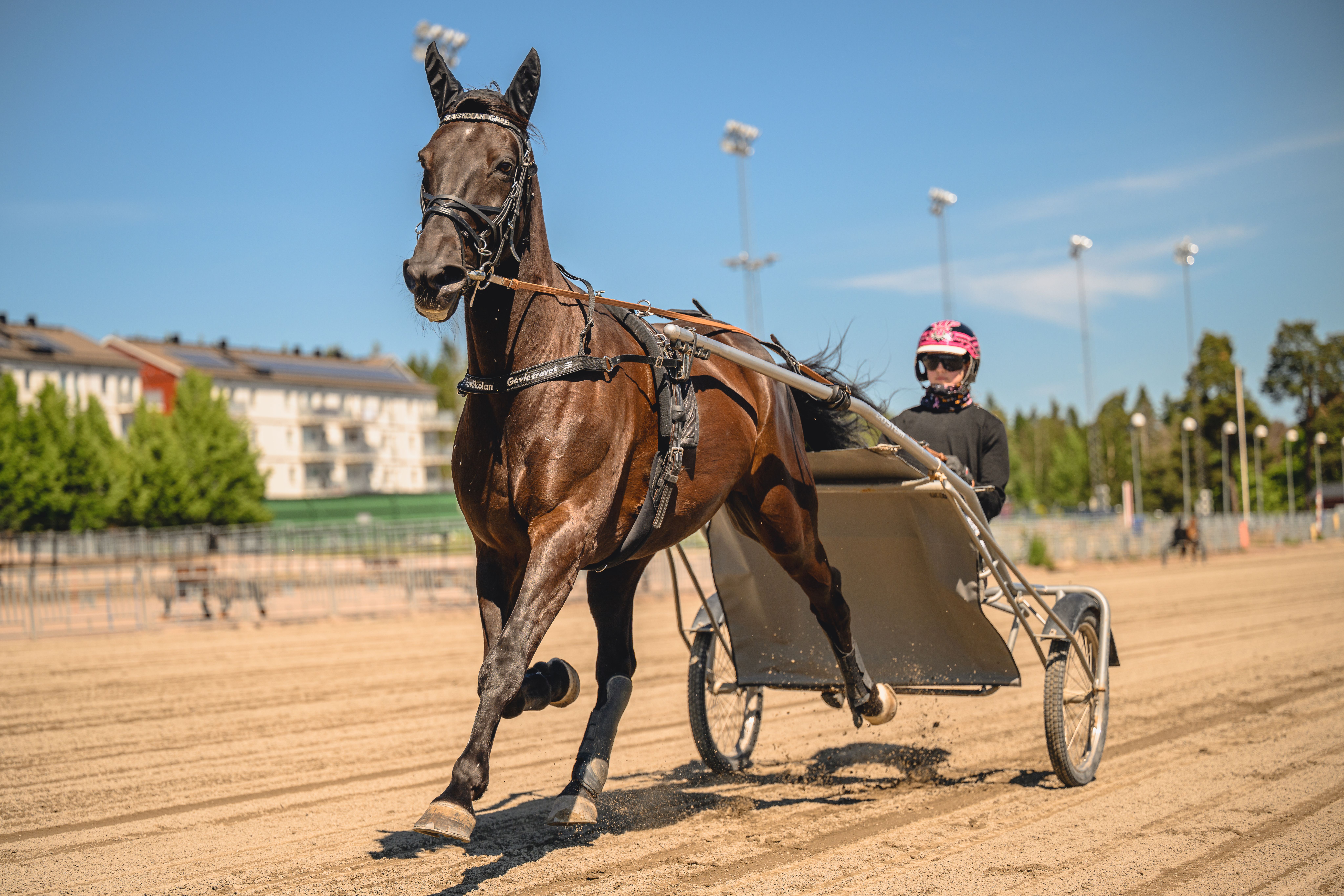elever med hästar som går längst staket