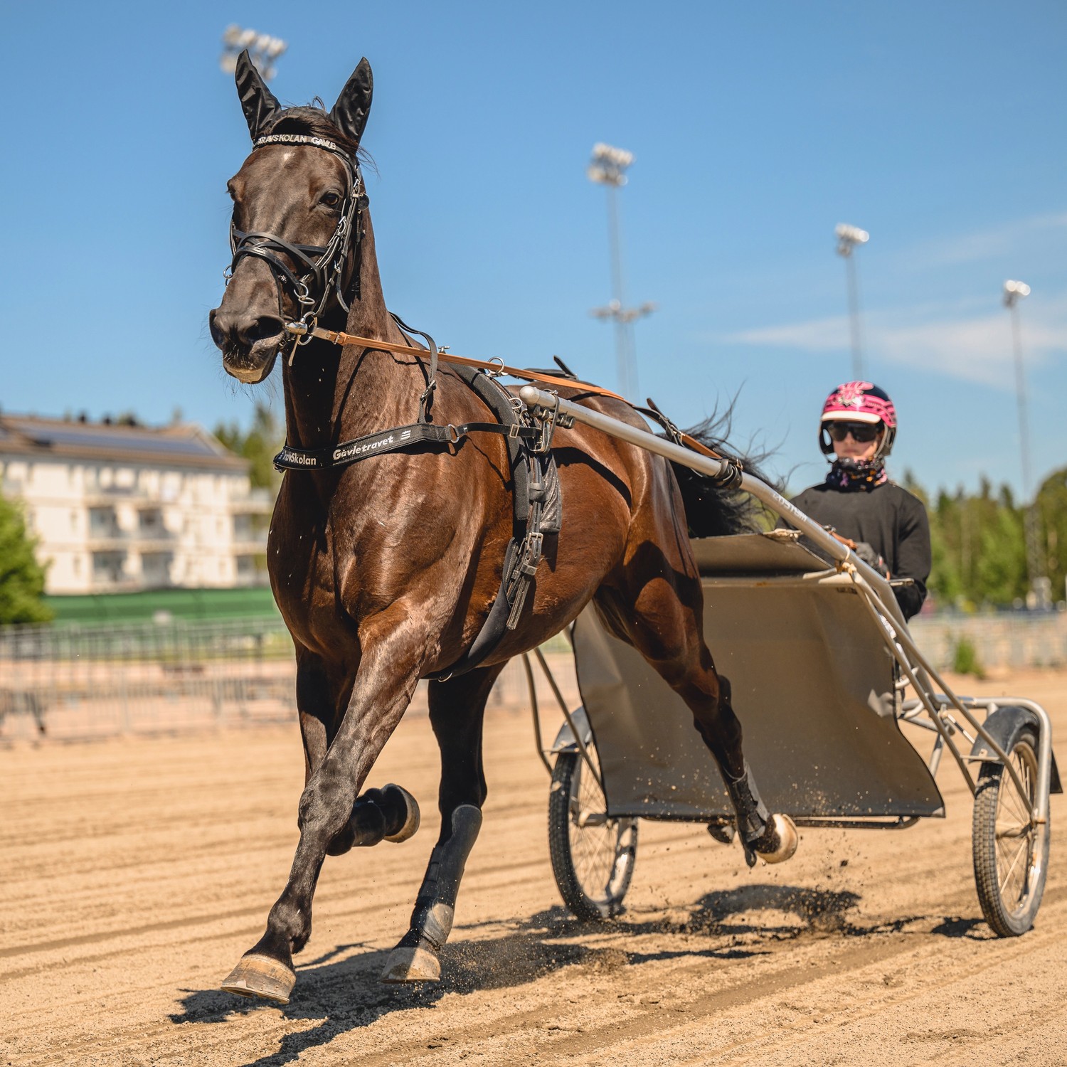 elever med hästar som går längst staket