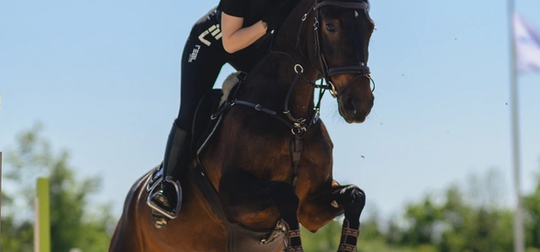 En ung ryttare med ridhjälm och svart t-shirt rider på en brun häst och hoppar över ett grönt hinder
