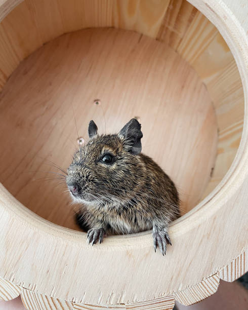 Degu