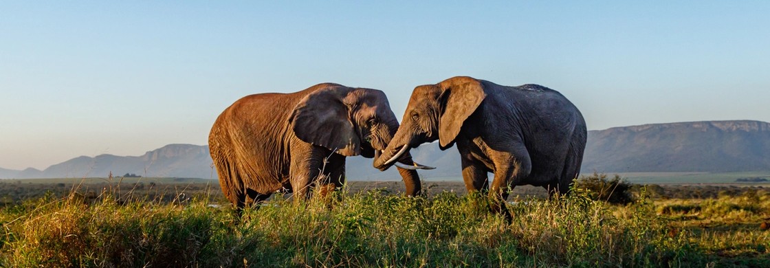 två elefanter i Sydafrika