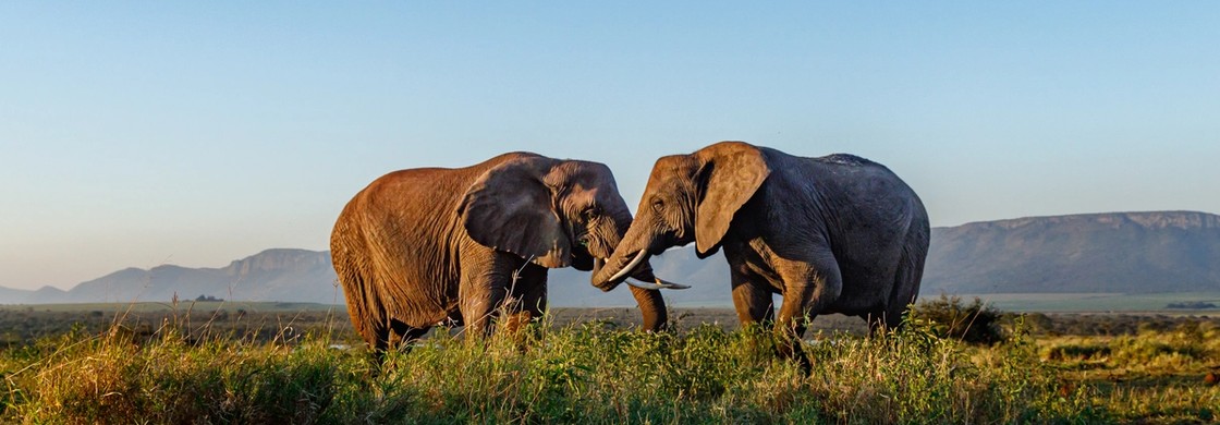 två elefanter i Sydafrika