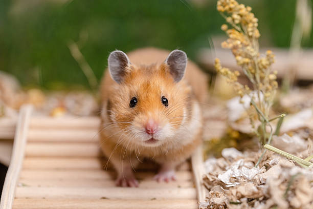 hamster