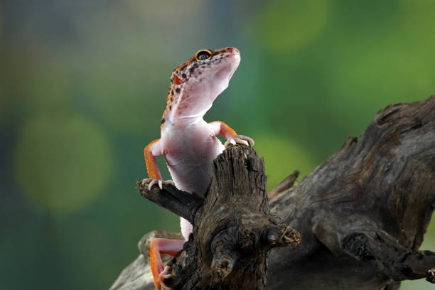 Leopardgecko
