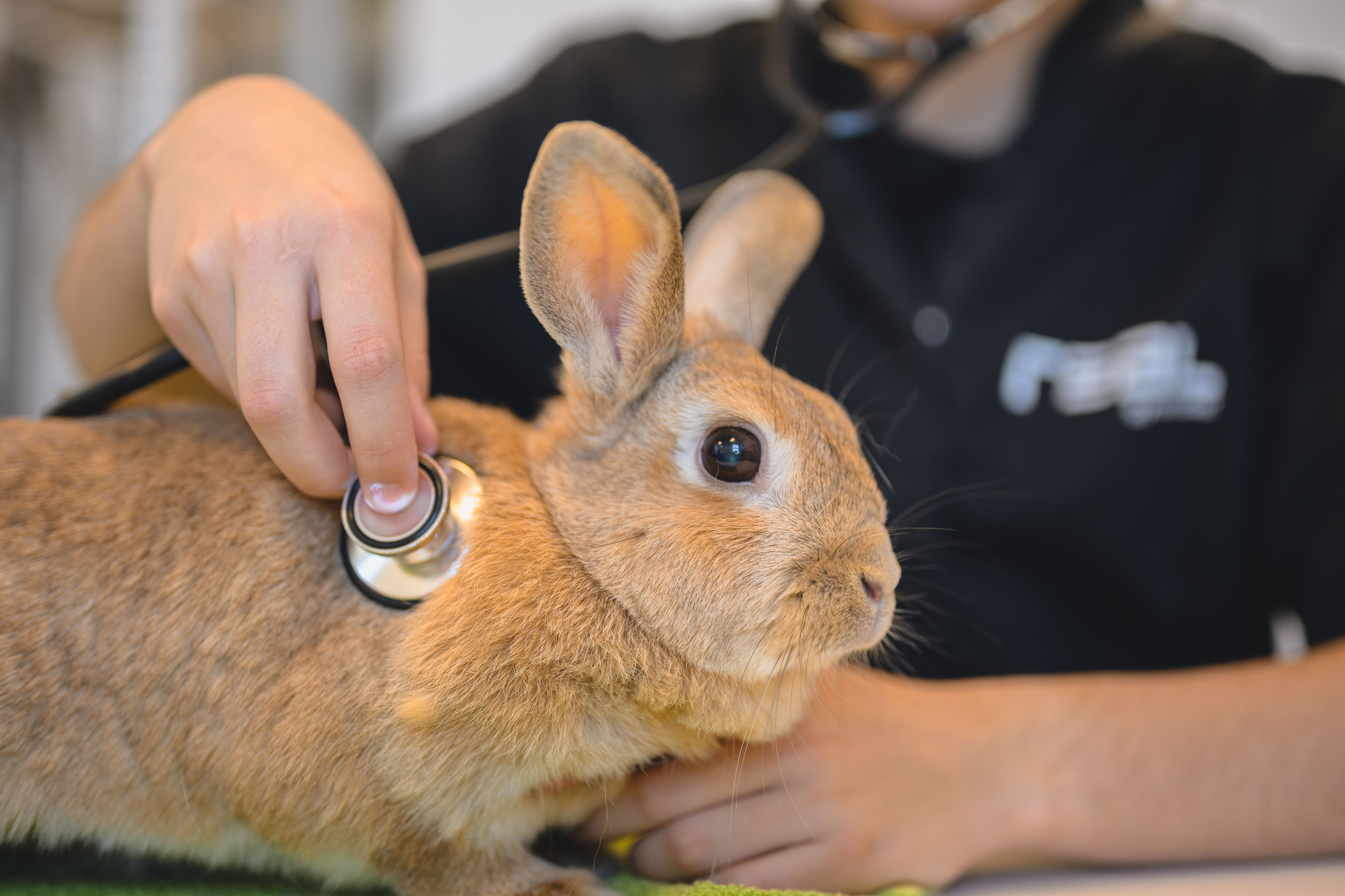 stetoskop och en kanin