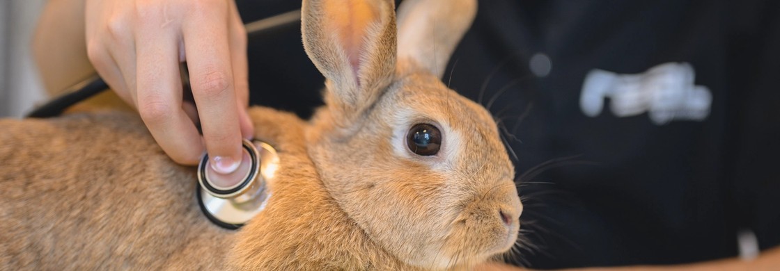 stetoskop och en kanin