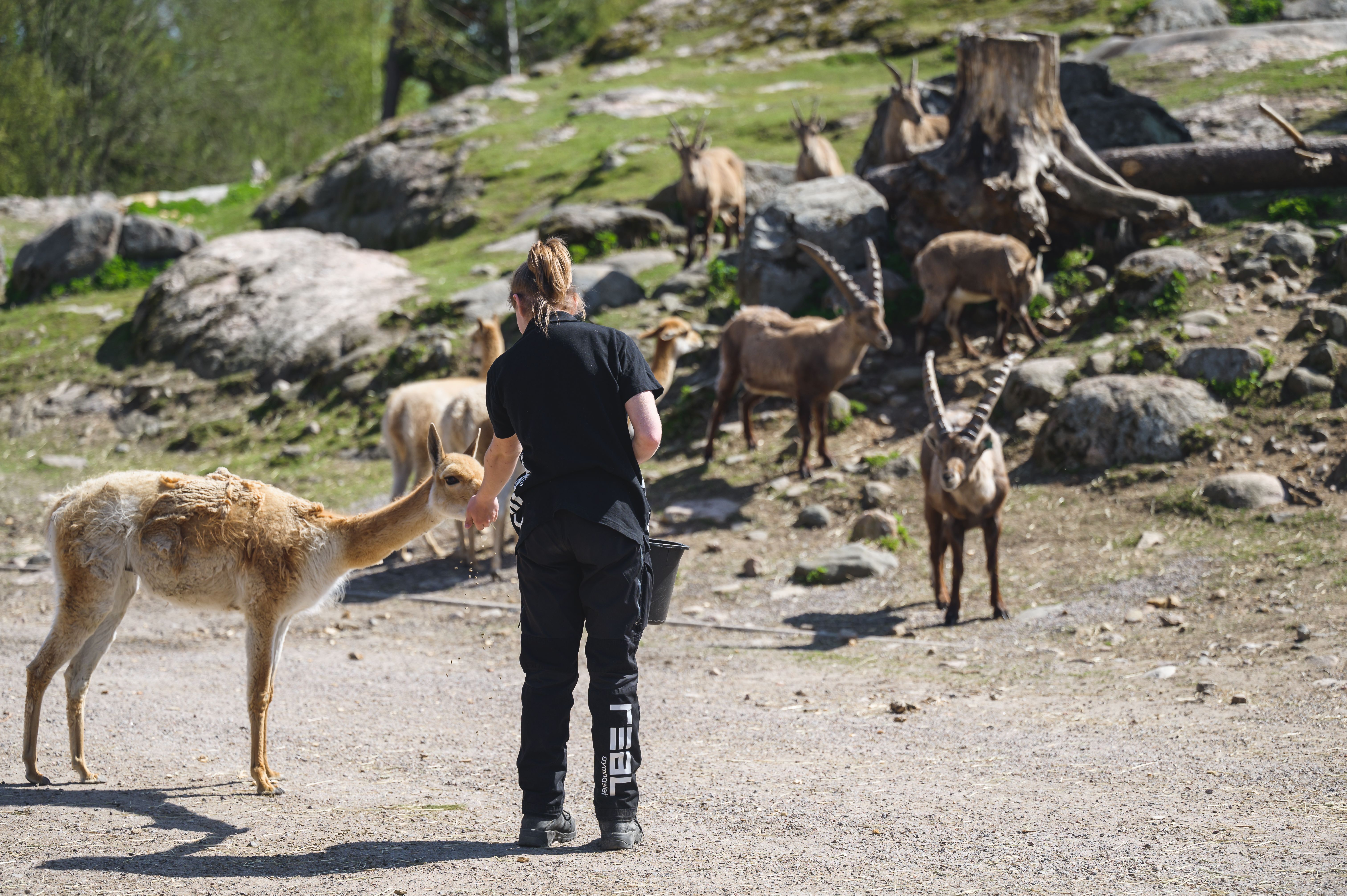 Elev som hanterar alpackor
