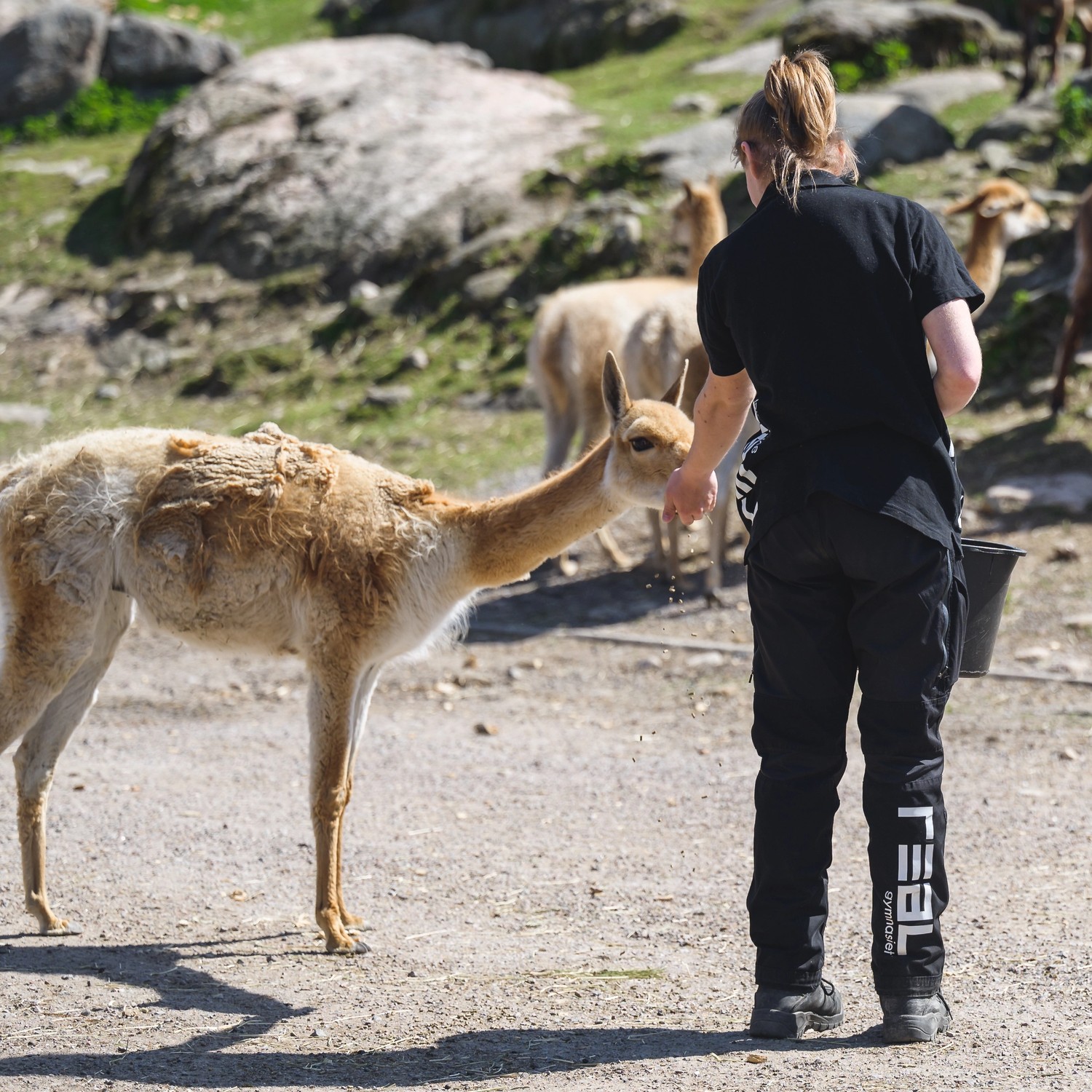 Elev som hanterar alpackor