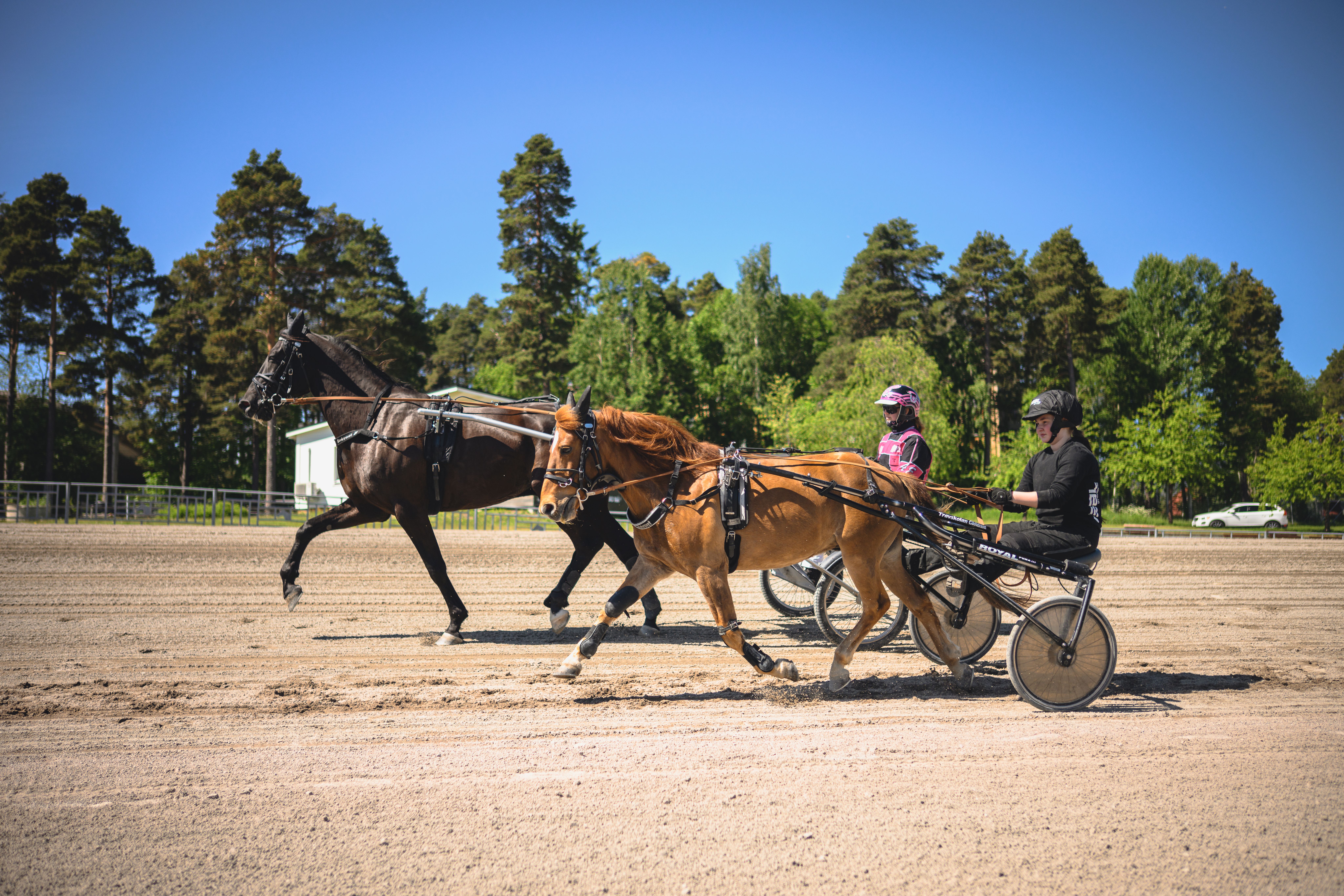 Två travhästar med ekipage