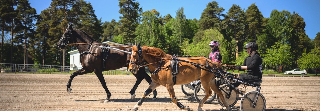 Elever och travhästar