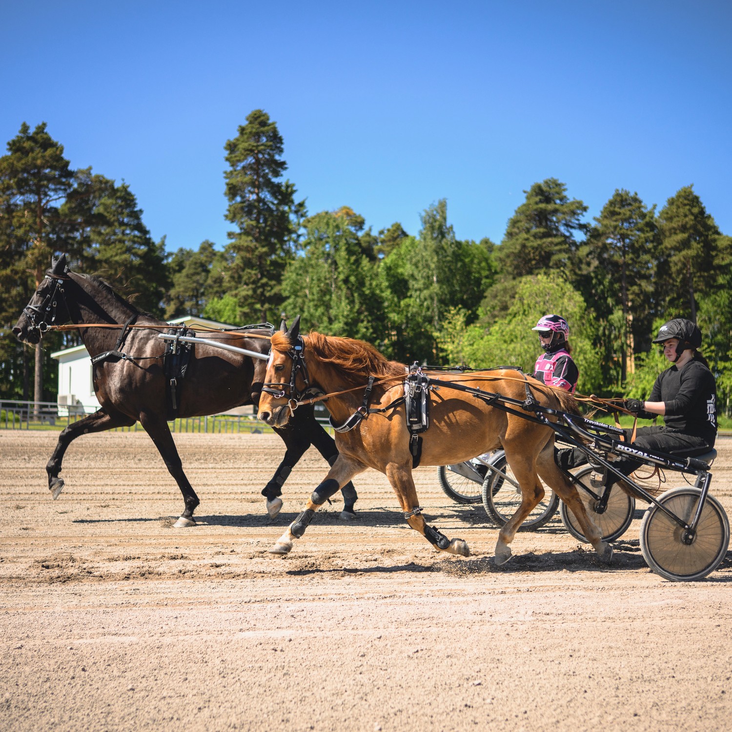 Två travhästar med ekipage