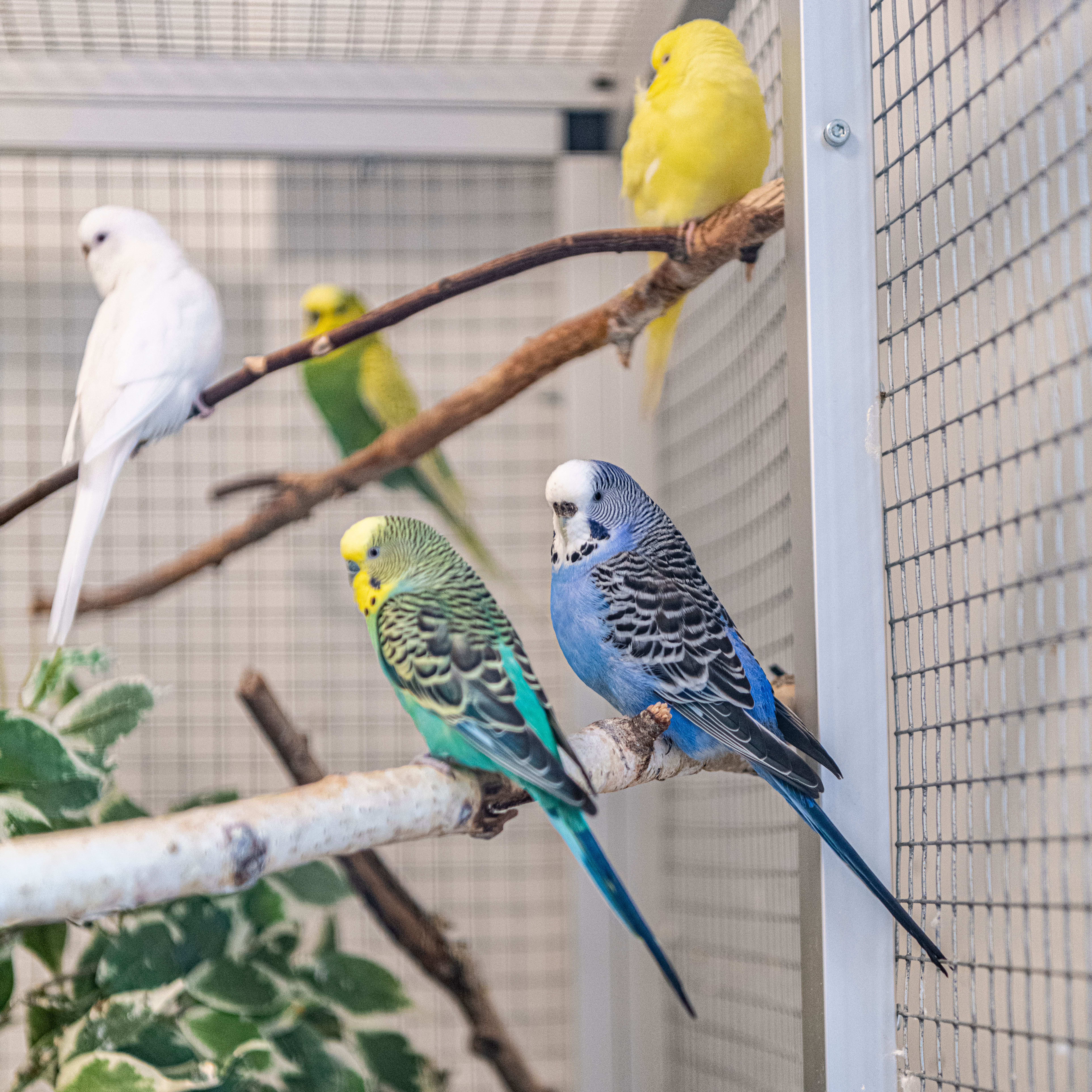 fåglar inne i realgymnasiets djurrum