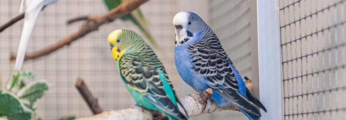 fåglar inne i realgymnasiets djurrum