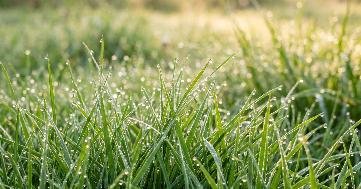 Thick green grass with morning dew in early sunlight.