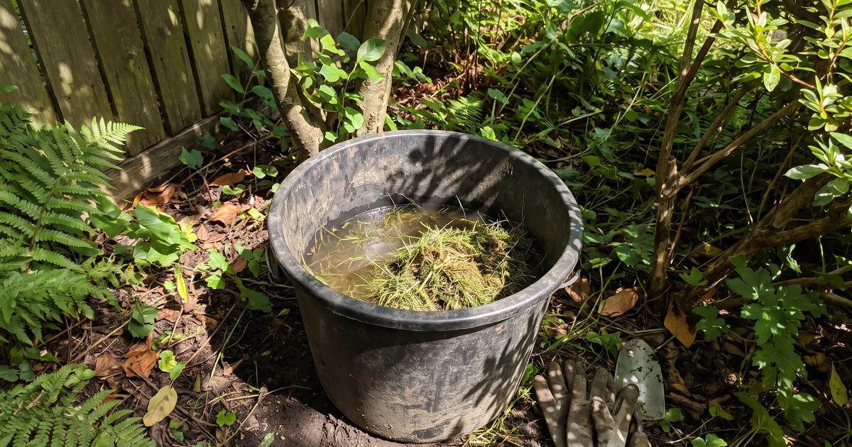 A bucket of water with grass clippings sitting in a shaded garden.