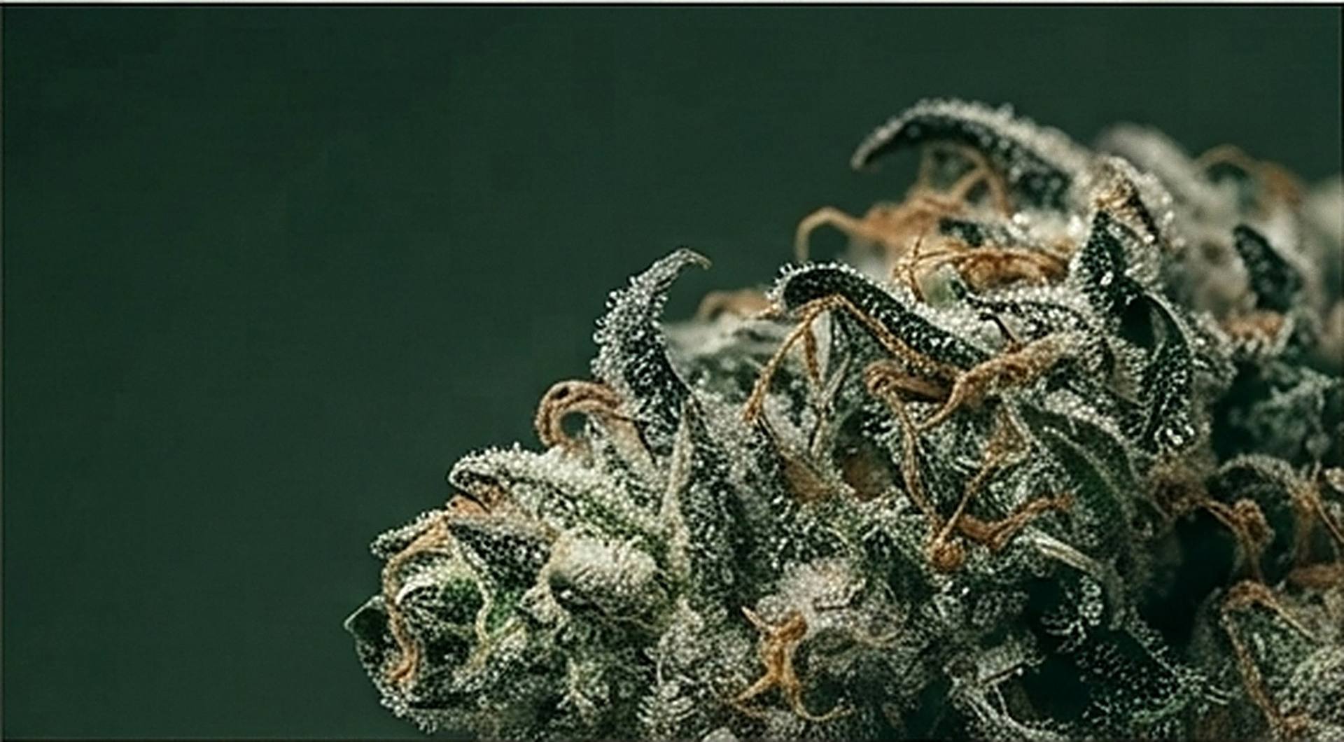 Close-up of dried cannabis flower with frosted trichomes