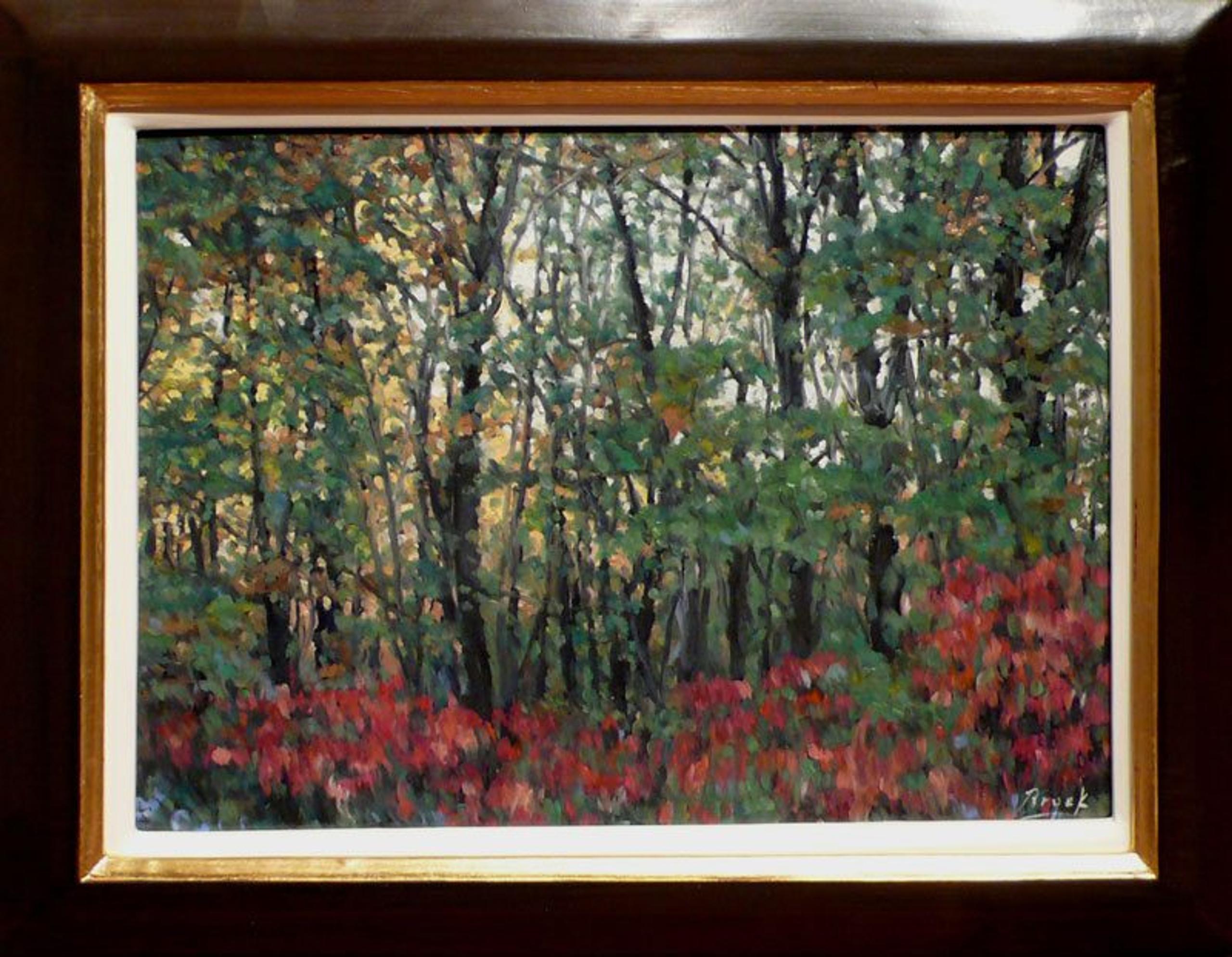 Forest (maquet)