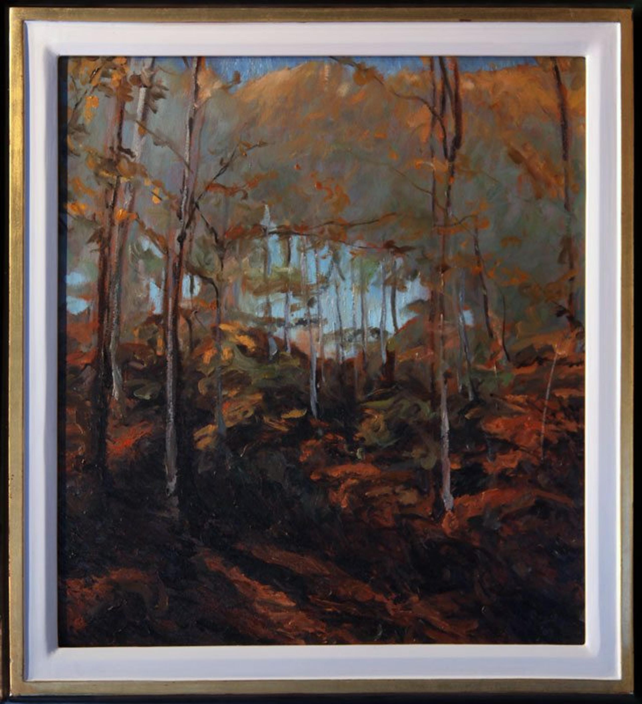 Sun on Forest Floor