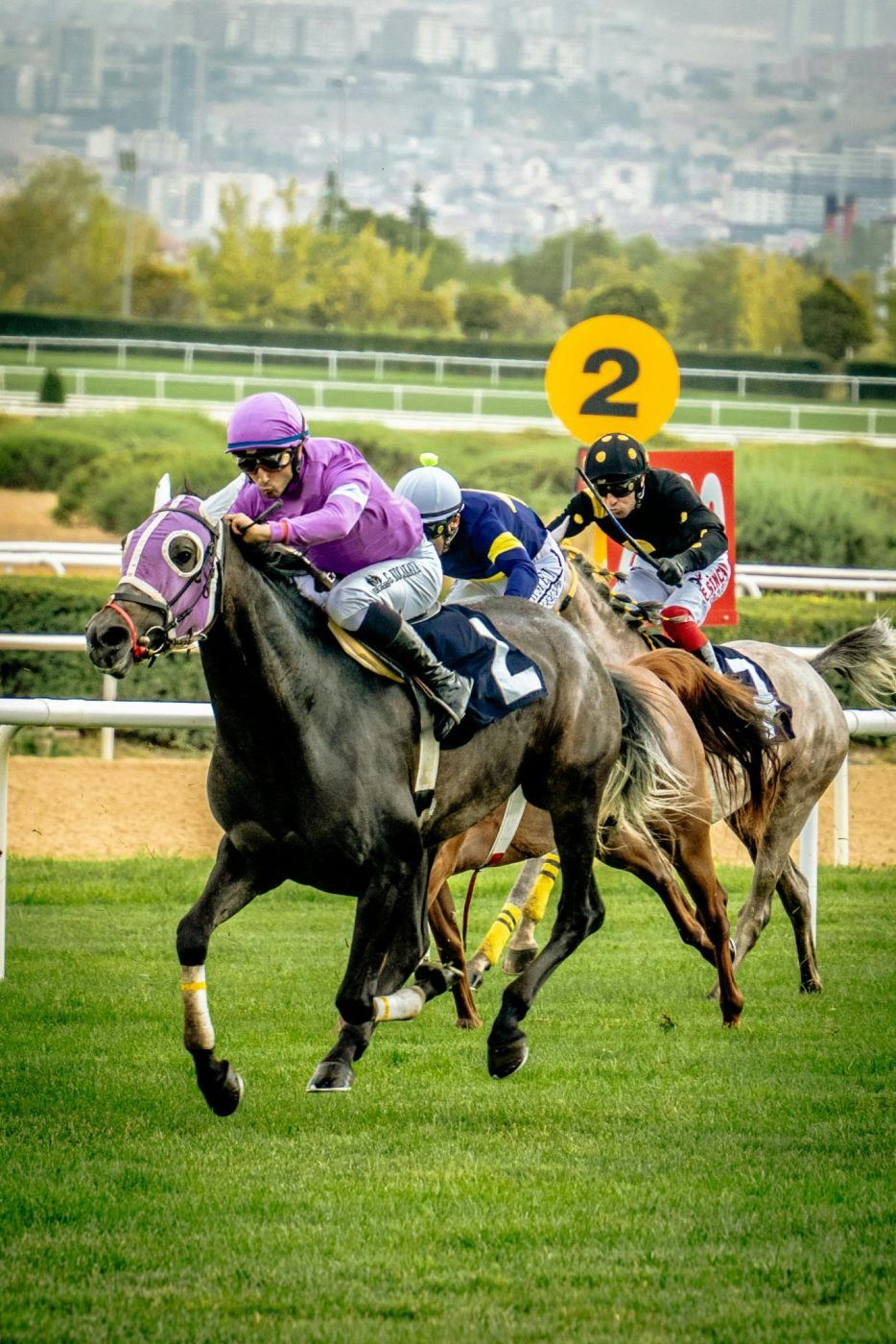 Breeders' Cup category