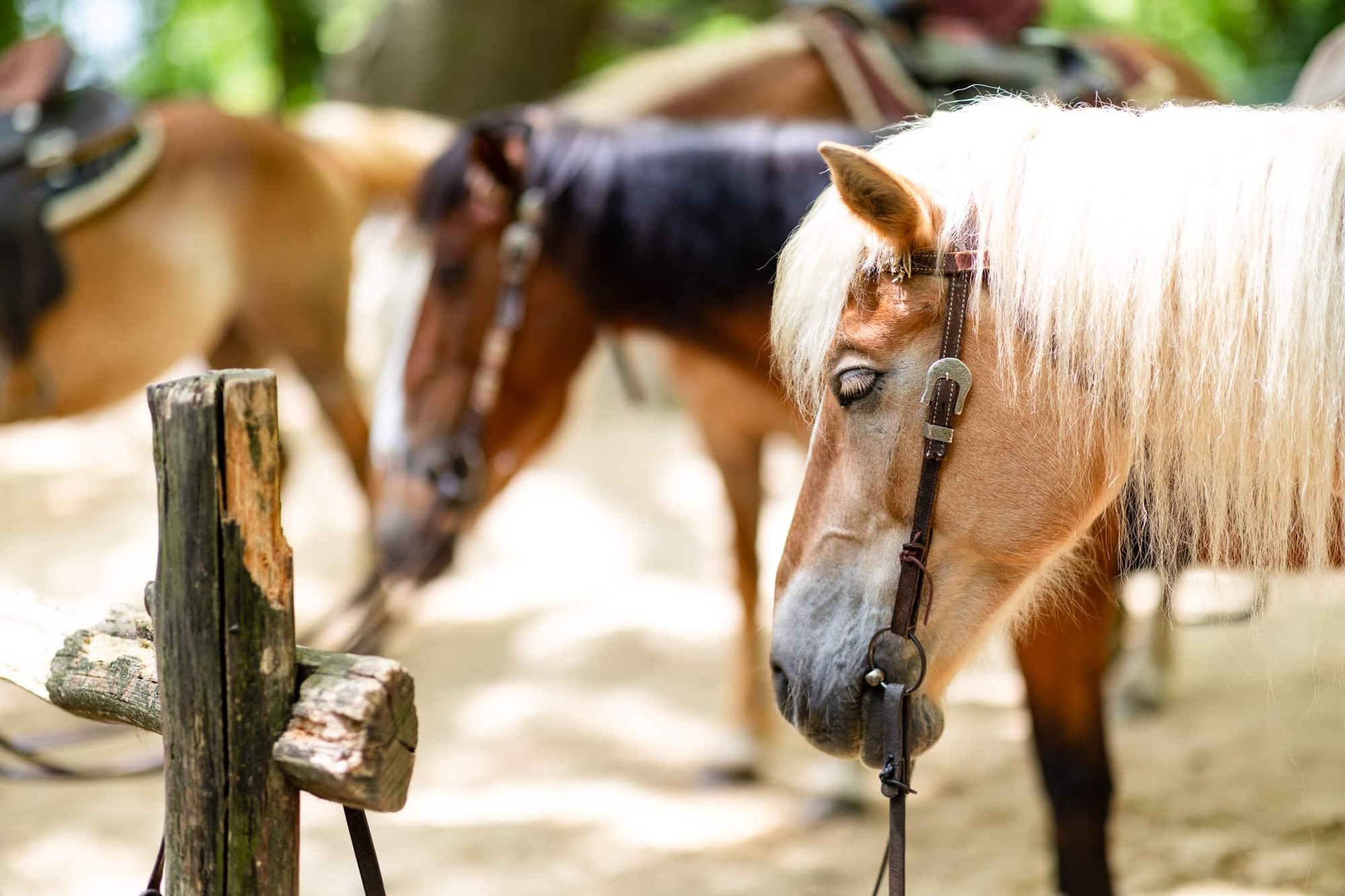 Argiris - Gallery Image 38