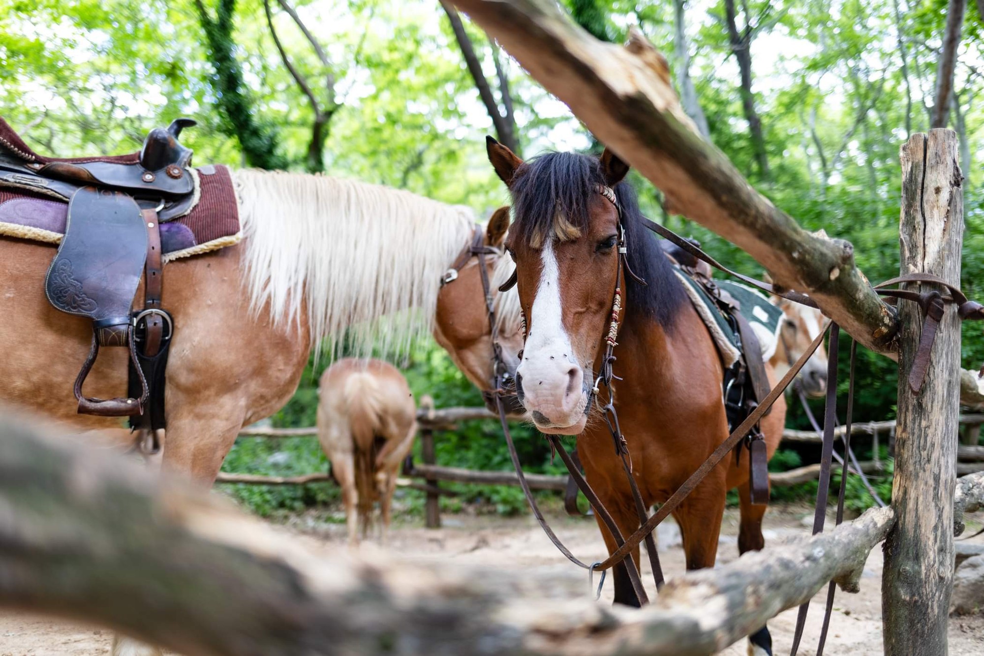 Argiris - Gallery Image 30