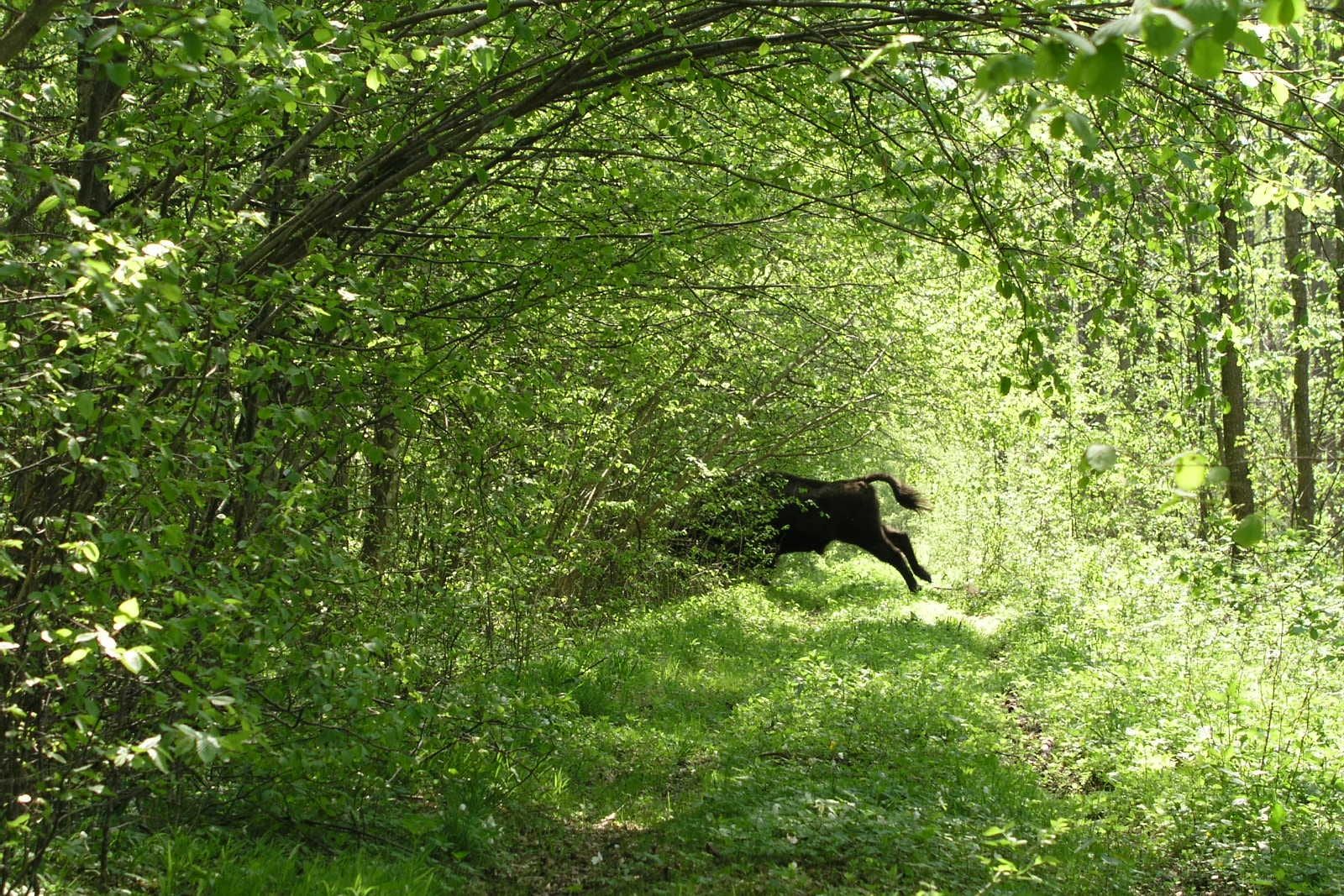 Puszcza Białowieska