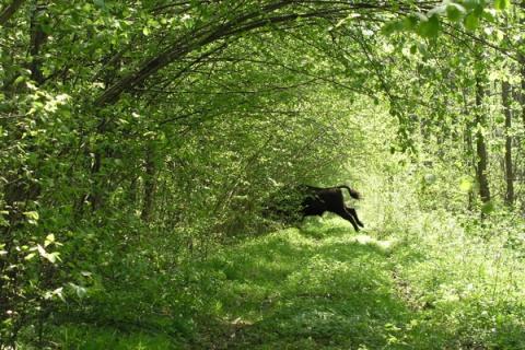 Puszcza Białowieska wczesnym rankiem