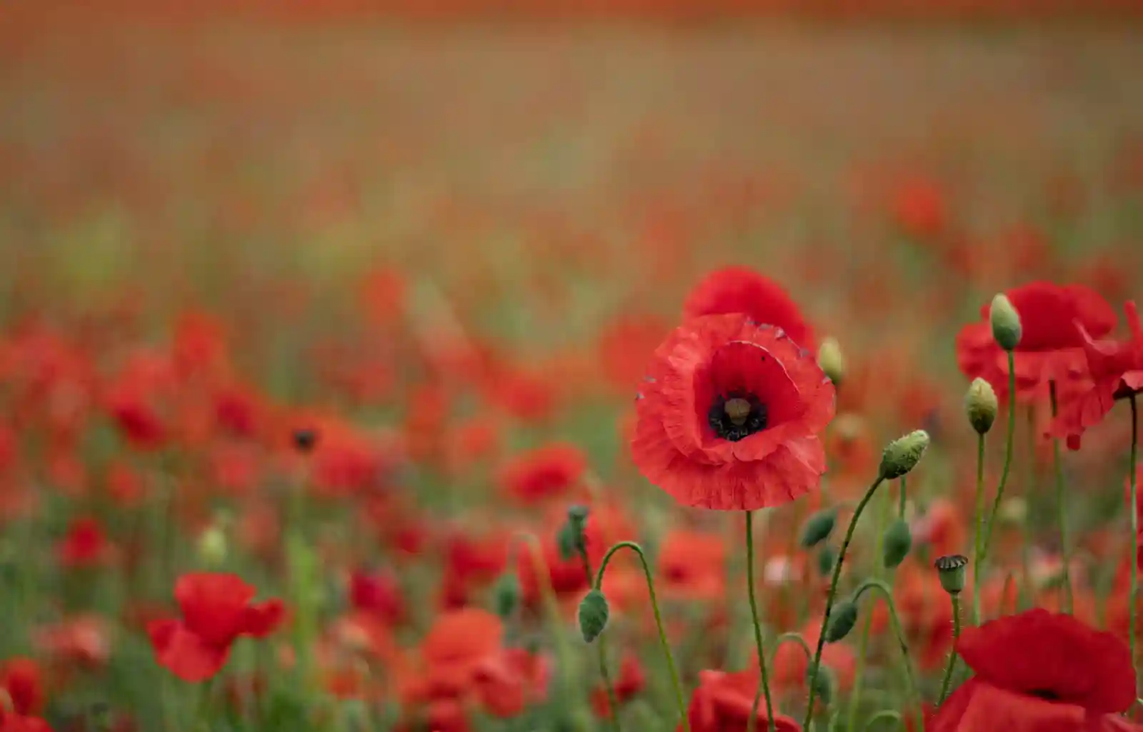 Rememberance Day