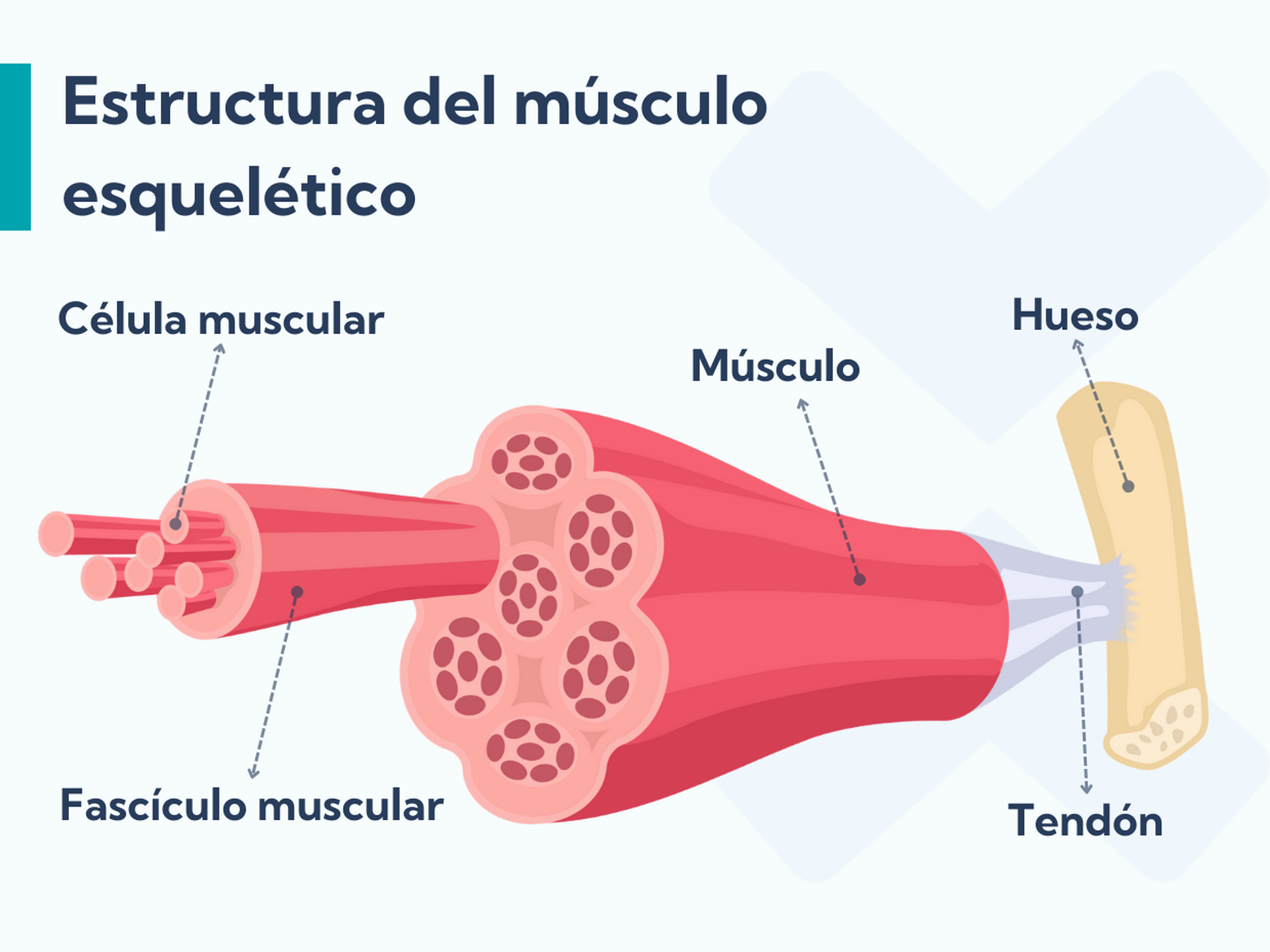 Estructura musculoesquelet