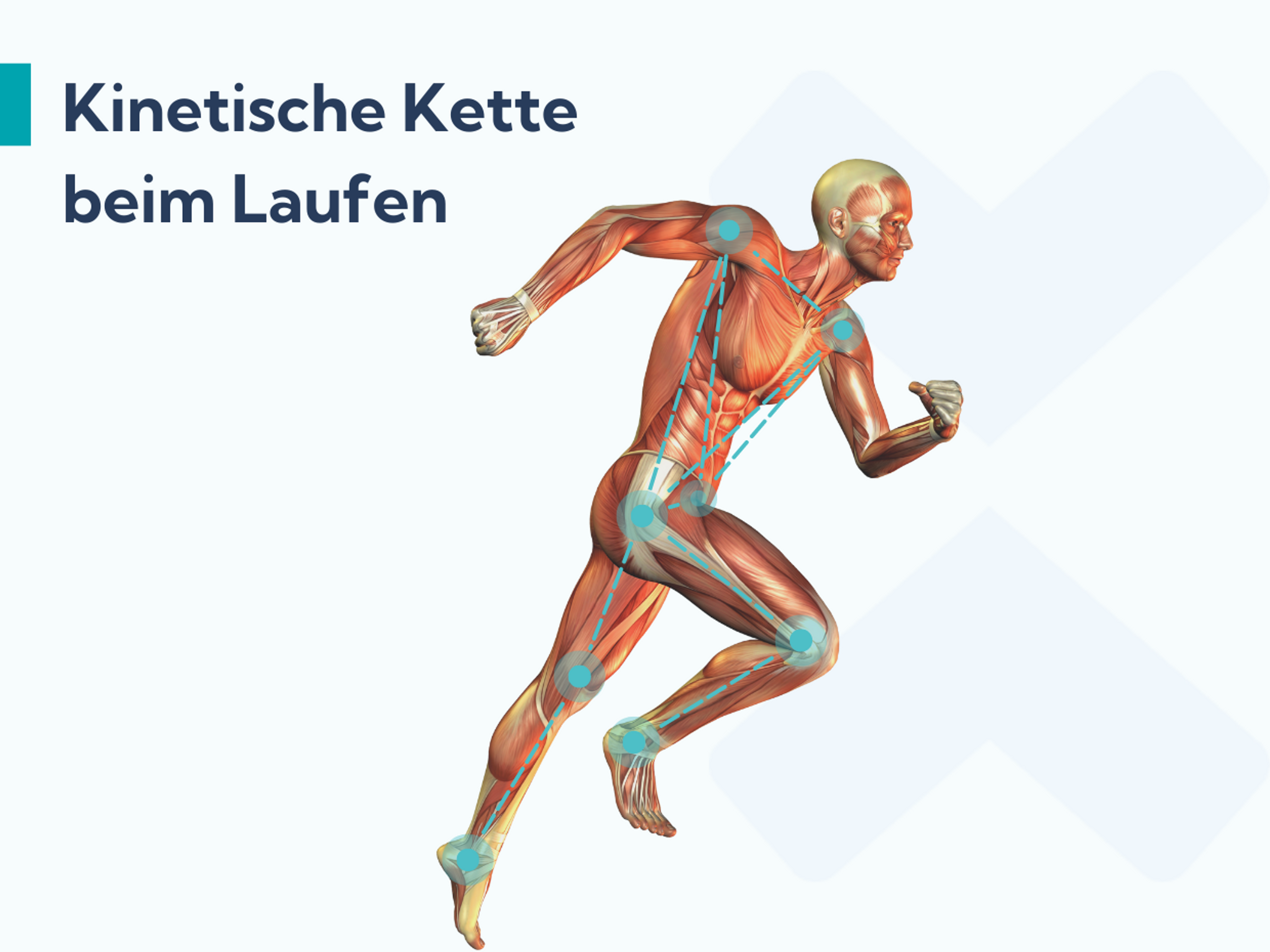 Bei Plantarfasziitis helfen Hüftübungen. Sie sorgen dafür, dass die kinetische Kette beim Laufen besser funktioniert.