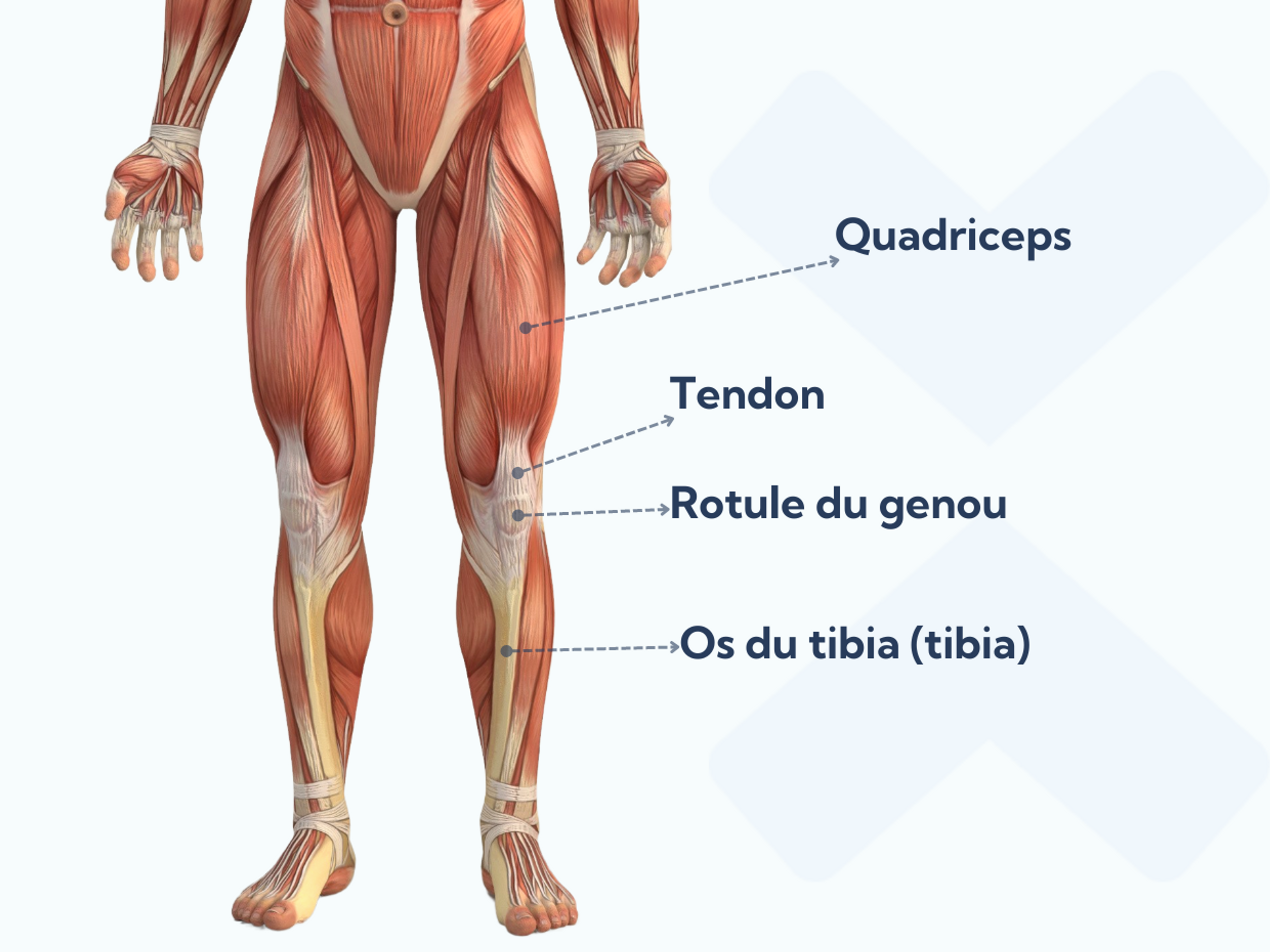 La rotule se situe à l’intérieur du tendon du quadriceps et se déplace dans une rainure peu profonde.
