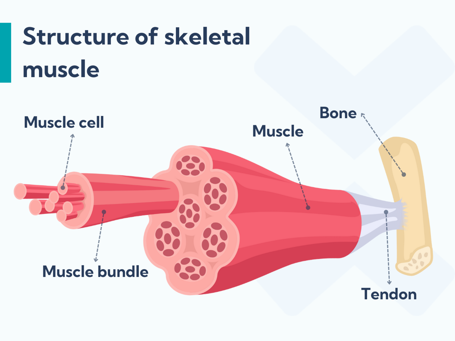 how-long-does-a-pulled-muscle-take-to-heal